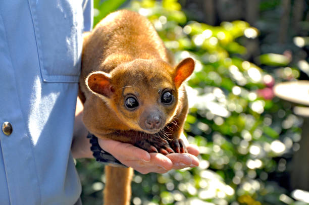 Kinkajou