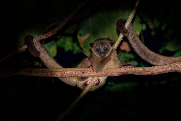Kinkajou