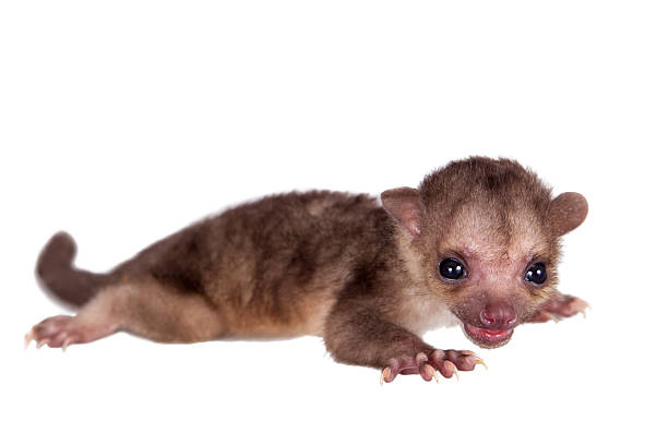 Kinkajou