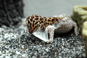 Leopard Gecko