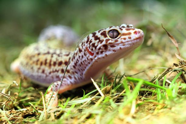 Leopard Gecko