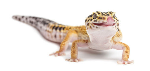 Leopard Gecko