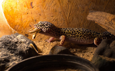 Leopard Gecko