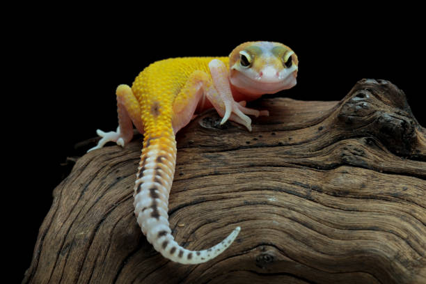 Leopard Gecko