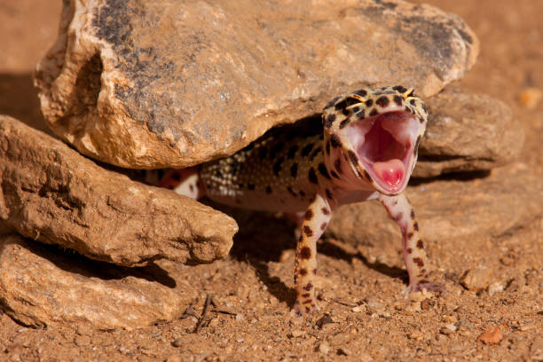 Leopard Gecko