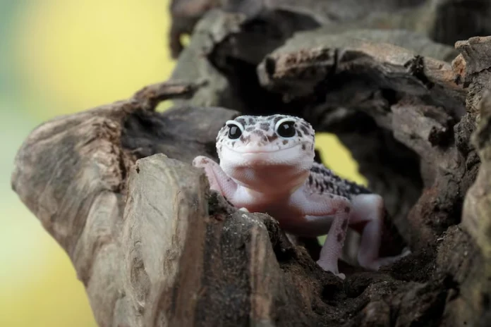 Leopard Gecko