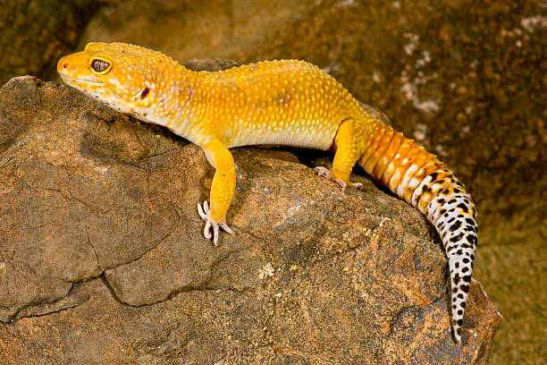 Leopard Gecko