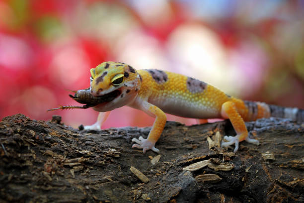 Leopard Gecko