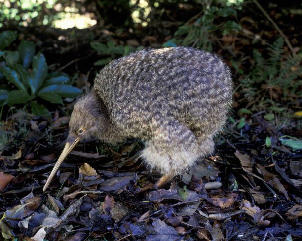 Little Spotted Kiwi