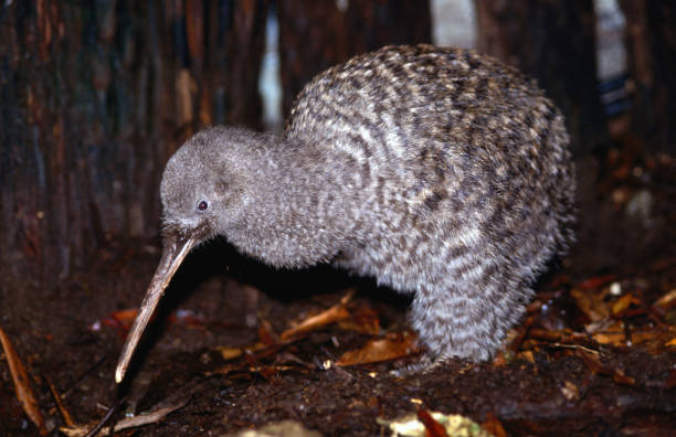 Little Spotted Kiwi