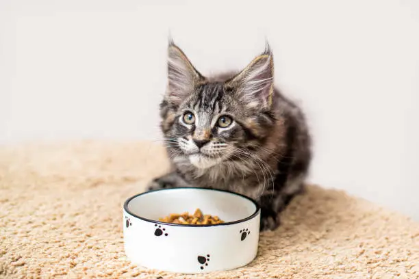 Maine Coon