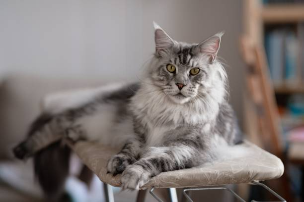 Maine Coon