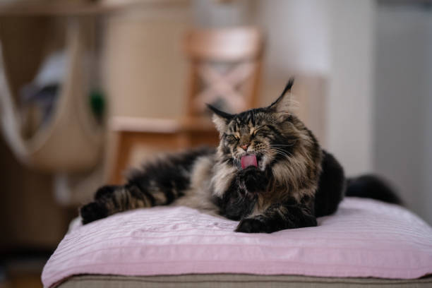 Maine Coon