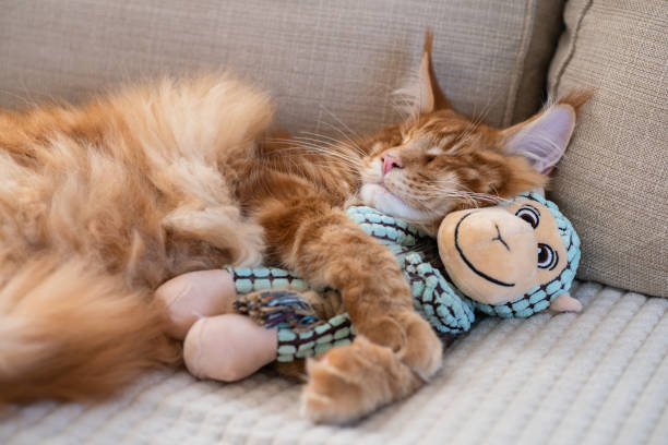 Maine Coon