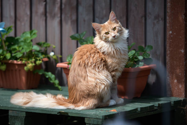 Maine Coon