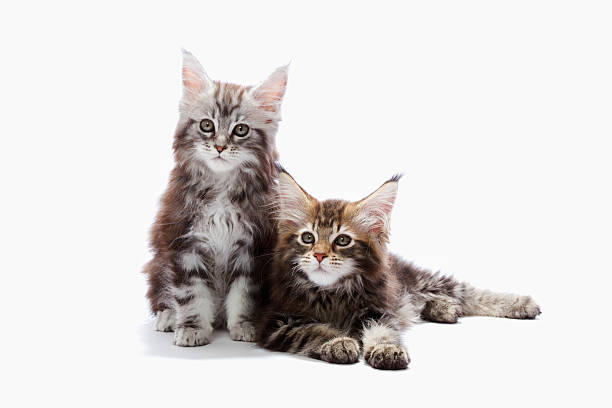 Maine Coon