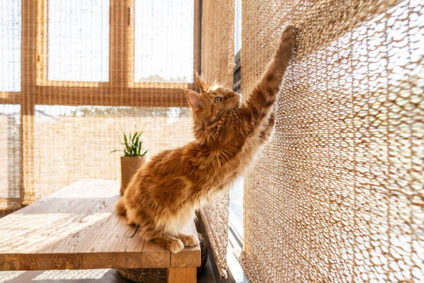 Maine Coon