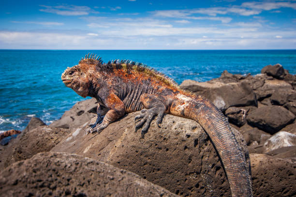 marine iguana