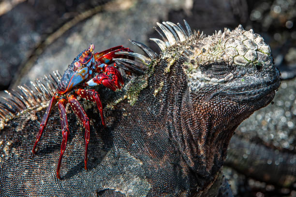 Marine iguanas