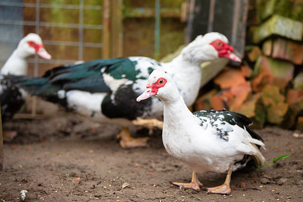 Muscovy Duck