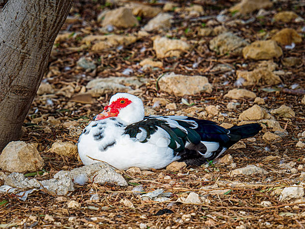 Muscovy Duck