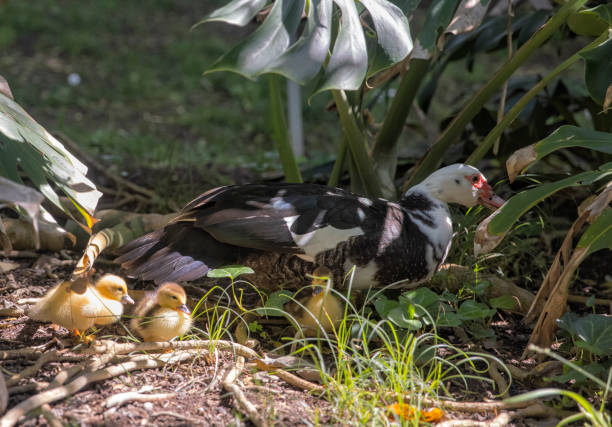 Muscovy Duck