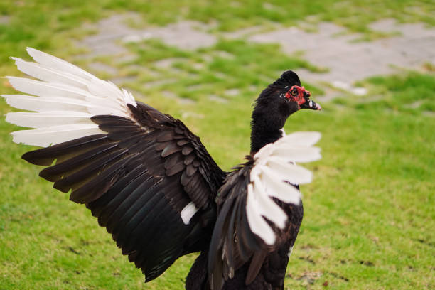 Muscovy Duck