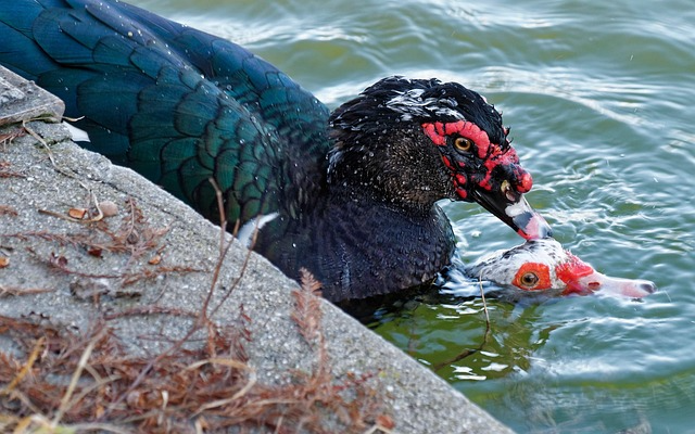 Muscovy Duck