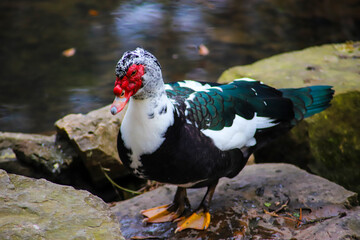 Muscovy Duck