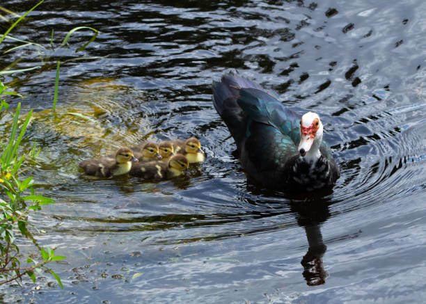 Muscovy Duck