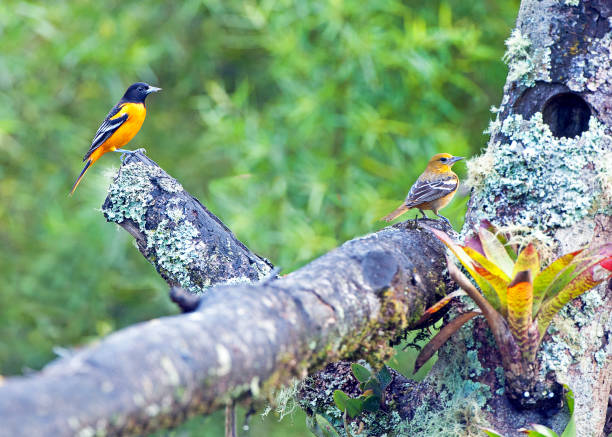 Oriole