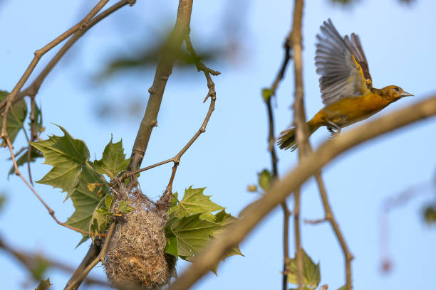 Oriole