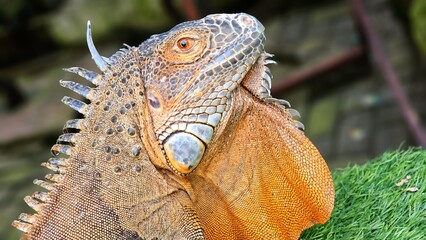 Red iguana