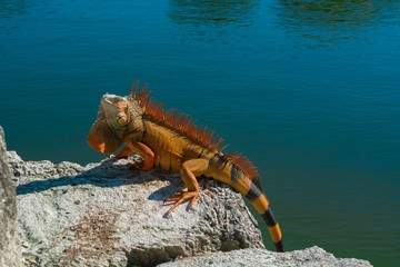 Red iguana