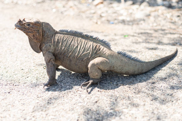 Rhino iguanas