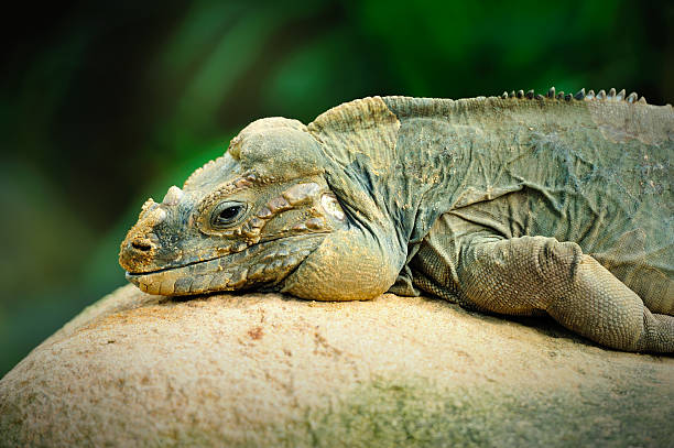 Rhino iguanas
