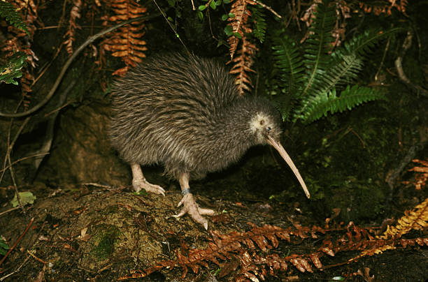 Rowi or Okarito Brown Kiwi