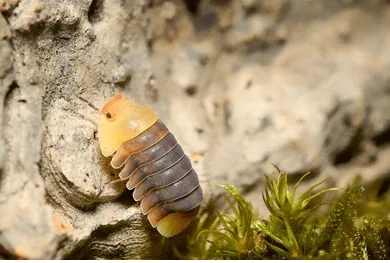Rubber Ducky Isopod