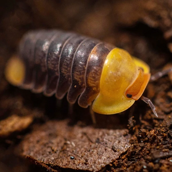 Rubber Ducky Isopod