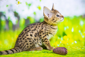 Savannah cat