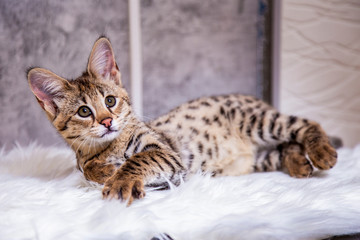 Savannah cat