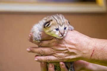 Savannah cat