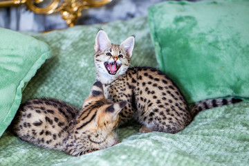 Savannah cat