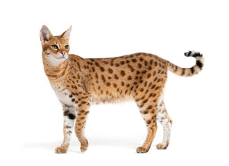 Savannah cat