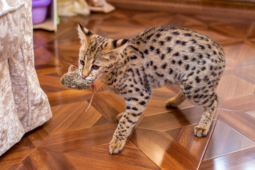 Savannah cat