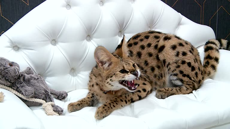 Savannah cat
