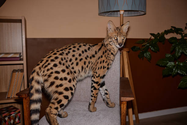 Savannah cat