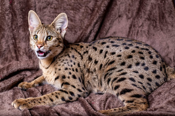 Savannah cat