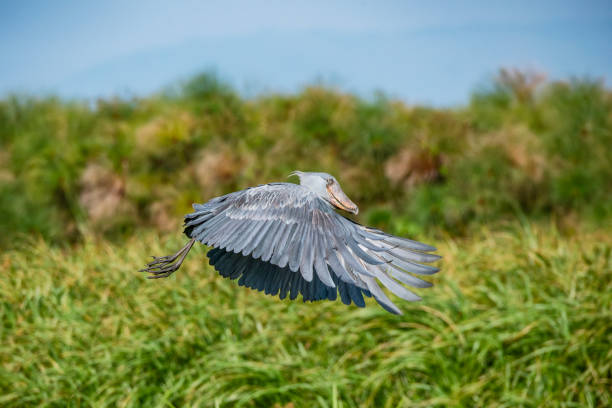 Shoebill Stork