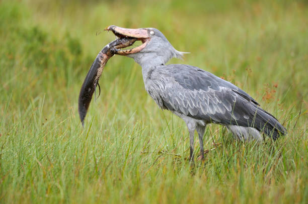 Shoebill Stork